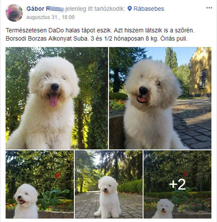 Dado Hypoallergenic Puppy Mini Fish & Rice | Hipoallergén halas táp kistestű kölyökkutyáknak