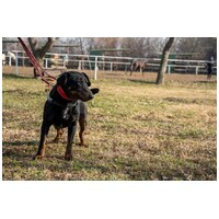 Prézli, 3 éves ivartalanított kan #9