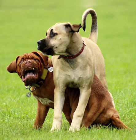 Delikan Prima Energy Red Meat