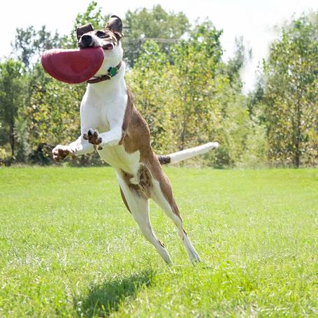 Kong Classic Flyer frizbi