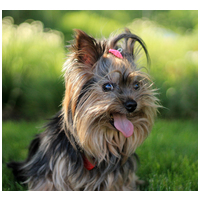 Delikan Prime Sensitive Lamb & Rice hipoallergén kutyatáp érzékeny emésztésű kedvenceknek #4