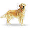 Royal Canin Golden Retriever Adult 3.