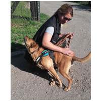 Johnny, 9 éves, 48 cm magas, kan #3