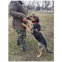 Minerva, 1 éves, németjuhász keverék, szuka #6