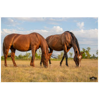 EQI Gastiv a lovak emésztőrendszerének optimális működéséért #3