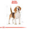 Royal Canin Beagle Adult - Beagle felnőtt kutya száraz táp
