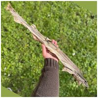 Barf Love egész cápa fogtisztító rágóka #2