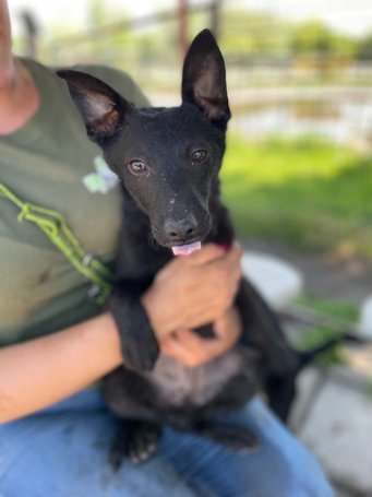 Gizmo, fél éves, kan