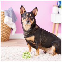 JW Hol-ee Roller labda kutyáknak #11