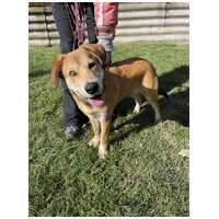 Showzsák, 6 hónapos keverék fiúcska