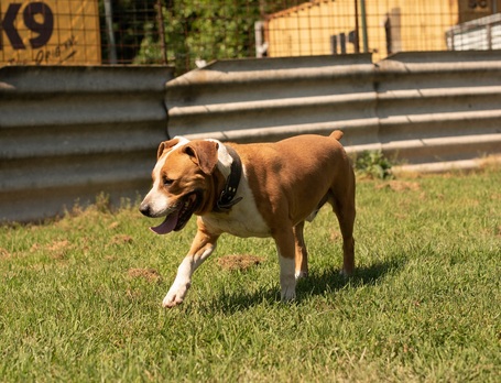 Hádész, 9 éves, 50 cm magas, kan