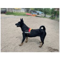 Gedeon, fél éves, kan #4