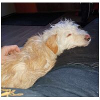 Aranyka, ivartalanított szuka kutyus #4