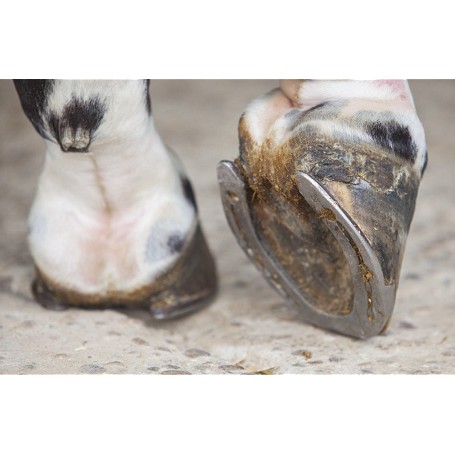 Nyírrothadás lovaknál – hogyan védekezzünk ellene, és mit tegyünk, ha már megjelent?