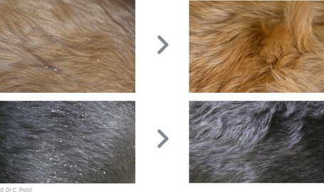 Dermoscent Essential 6 spot-on kutyáknak és kisemlősöknek