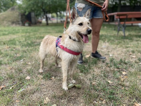 Szöszi, 5 éves ivartalanított lányka