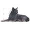 Royal Canin Sterilised 7+ | Ivartalanított idősödő macska száraz táp