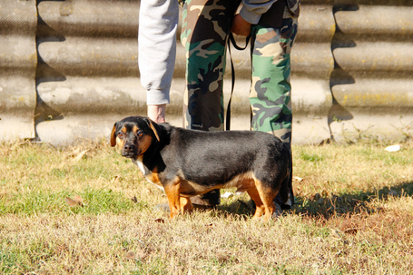 Kópé, 2 éves ivartalanított kan