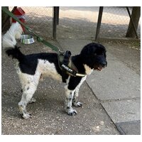 Zénó, 7 éves, ivartalanított kan #6