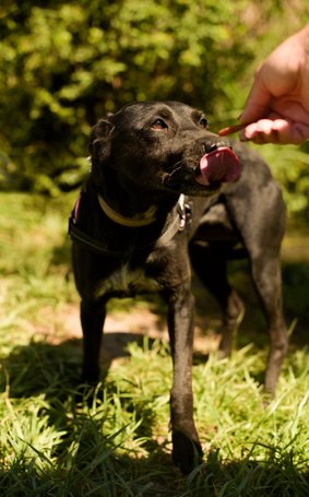 Eperke, 5 éves, 47 cm magas, szuka