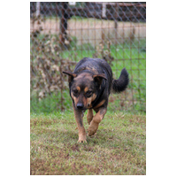 Levi, 4 éves ivartalanított kan #5