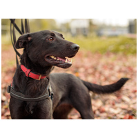 Aji, 2 éves, szuka #8