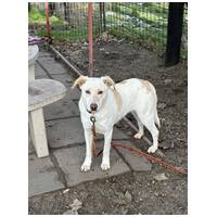 Odett, árva leány kutya #3