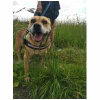 Pufirizsa, 8 éves ivartalanított szuka #2