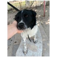 Finn, 1 éves kan #9