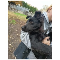 Áfonya, 5 hónapos keverék kislány #3