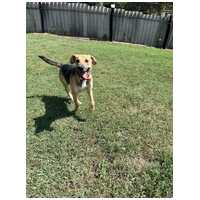 Smokey, 4 éves ivartalanított kan kutyus #3