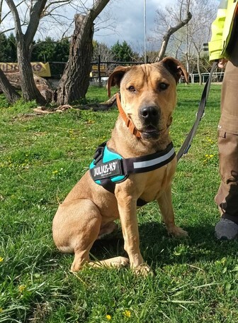 Vilinger, ivartalanított kan