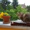 Átlátszó védőháló erkélyre macskáknak