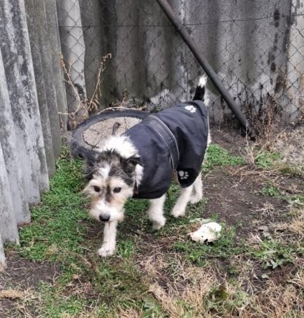 Topi, 10 éves, 44 cm magas, foxi keverék, kan