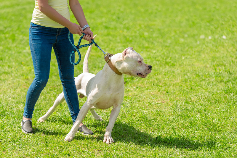 Argentin dog   Energiabomba