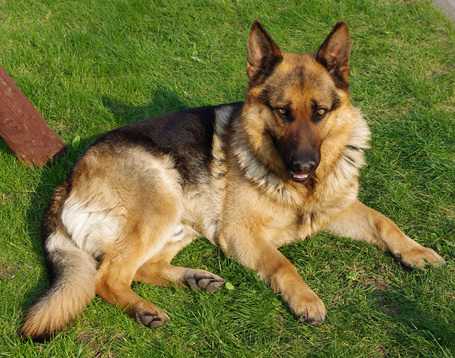 CD Adult Normal (15 + 3 kg) 18 kg