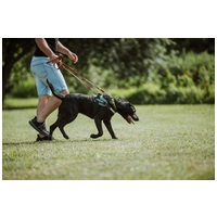 Milo, 3 éves, 53 cm magas,  labrador-bull keverék, kan #6