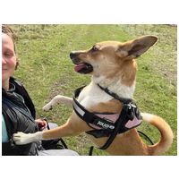 Hajni, 1 éves, közepes méretű, szuka #8