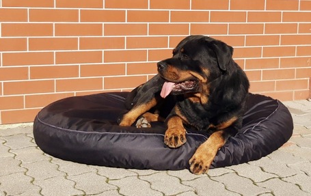 Vízhatlan ovális kutyafekhely cserélhető huzattal