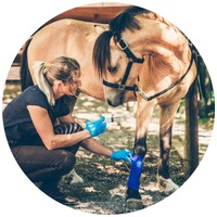 Tratamentul rănilor provocate de hamuri, primul ajutor pentru cai