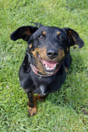 Prézli, 3 éves ivartalanított kan