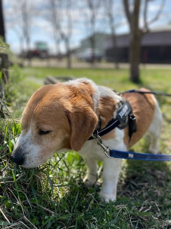 Carlos, 11 éves, kan