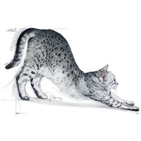 Royal Canin Indoor - Lakásban tartott felnőtt macska száraz táp #8