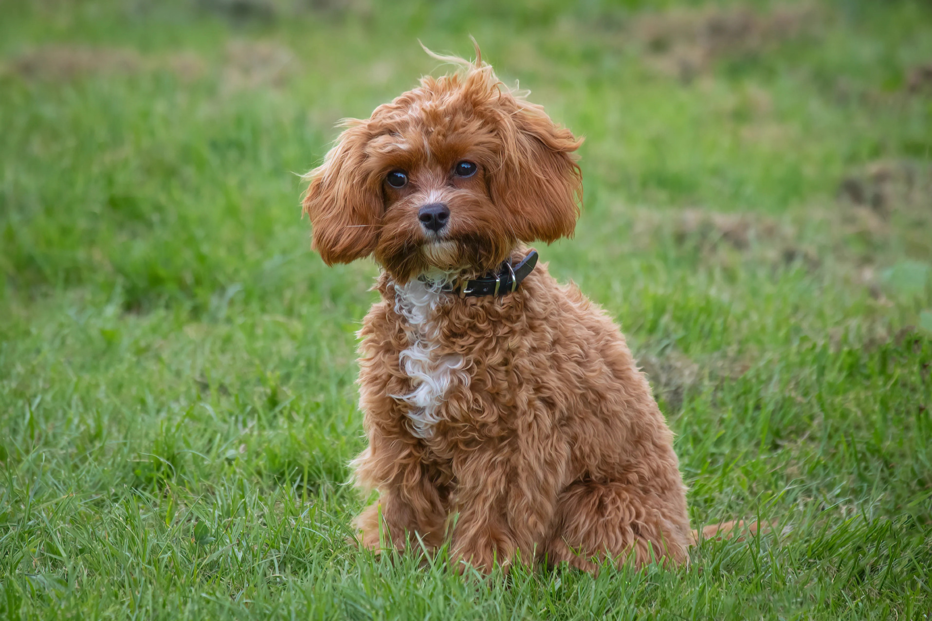 Cavapoo: az ultracuki teddy mackó