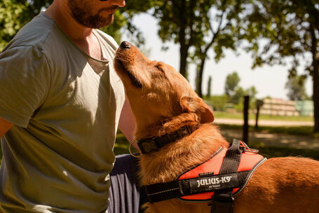 Titusz, 1 éves, 50 cm magas, kan