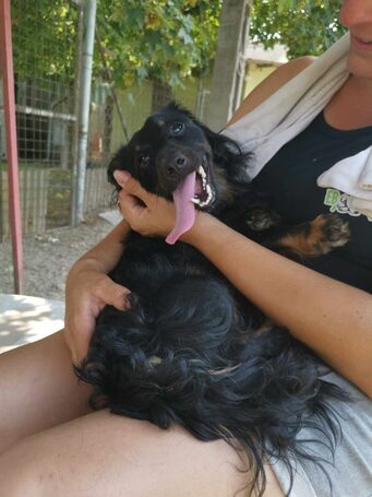 Puszedli, kan kutyus