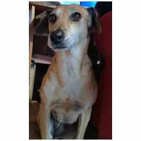 Bubu, 10 éves, szuka #4