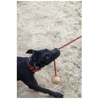 Lilien kutyus gazdit keres #13