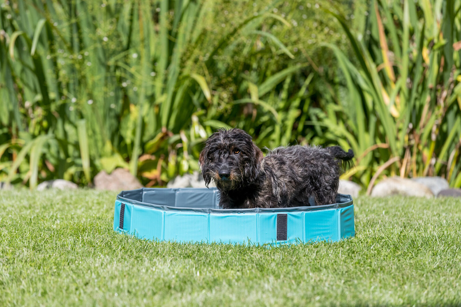 Trixie piscina pentru caini - zoom