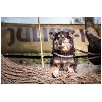 Csupaszív, 5 éves, szuka #3